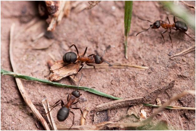 Toronto Ant Control