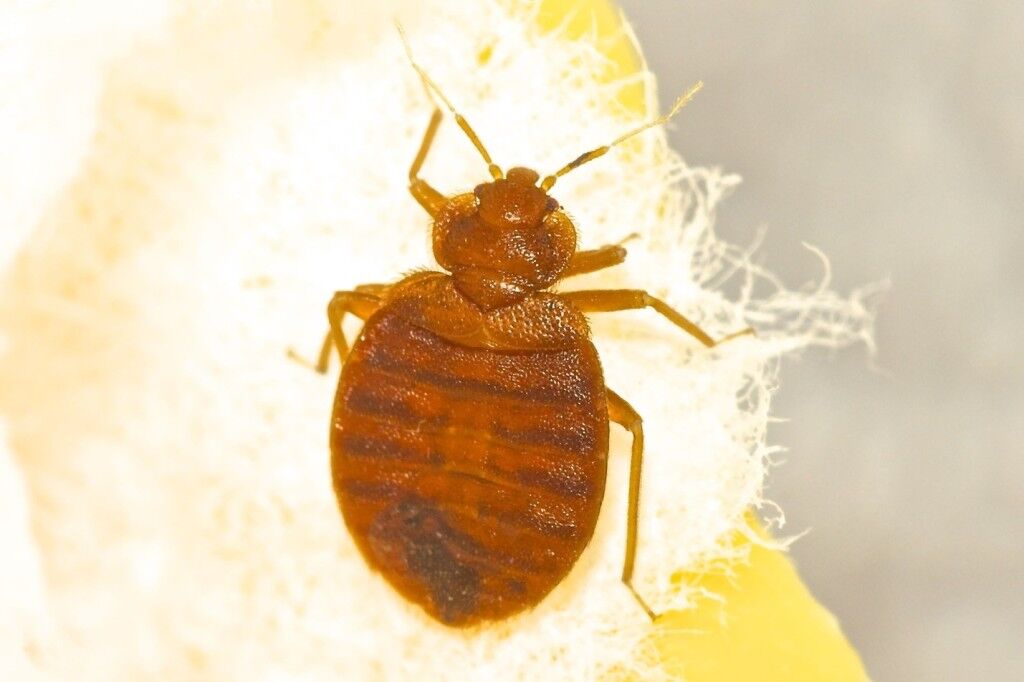 Toronto Bed Bugs
