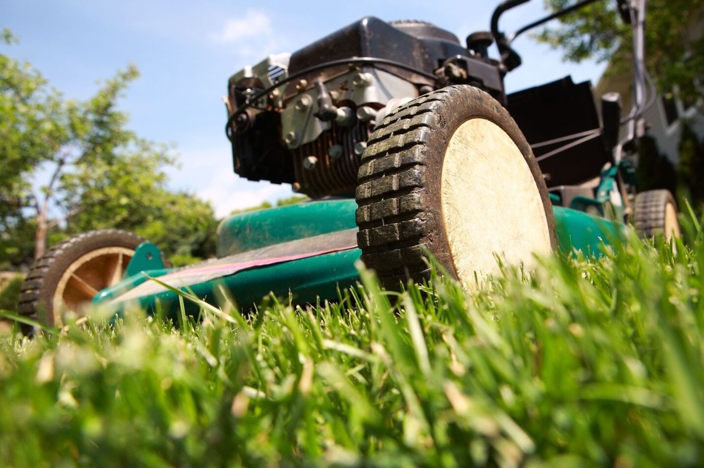 Don't Let Your Lawn Be Attacked by One of These 4 Summer Lawn Pests