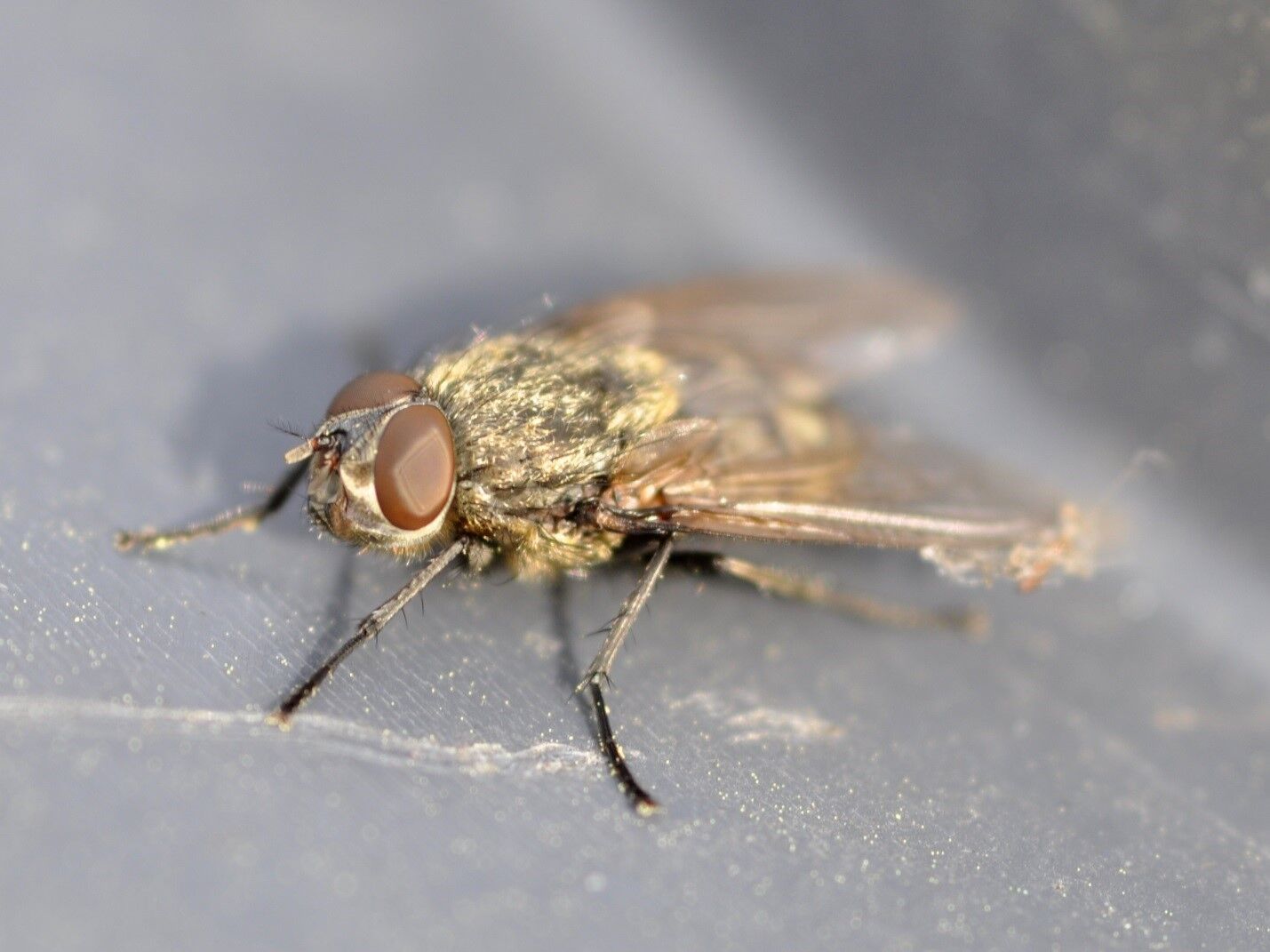Fall Nuisance - Are Cluster Flies Seeking Shelter in Your Home