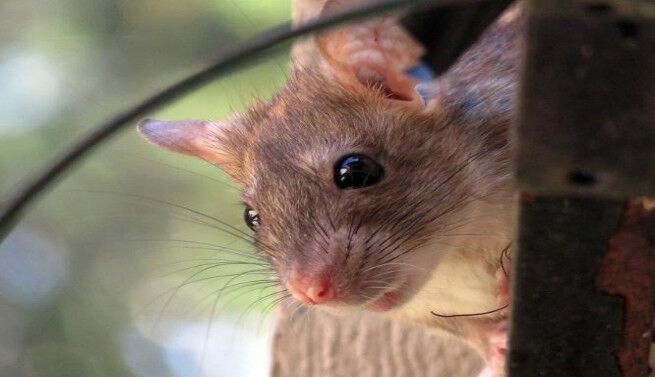 pest control Vaughan