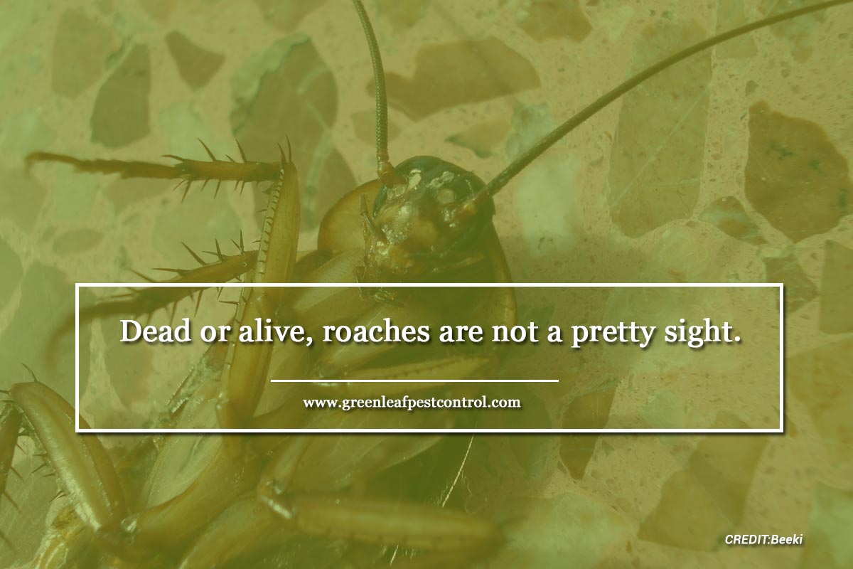 Dead or alive, roaches are not a pretty sight.