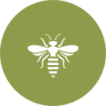 Wasp, Bees & Wasps