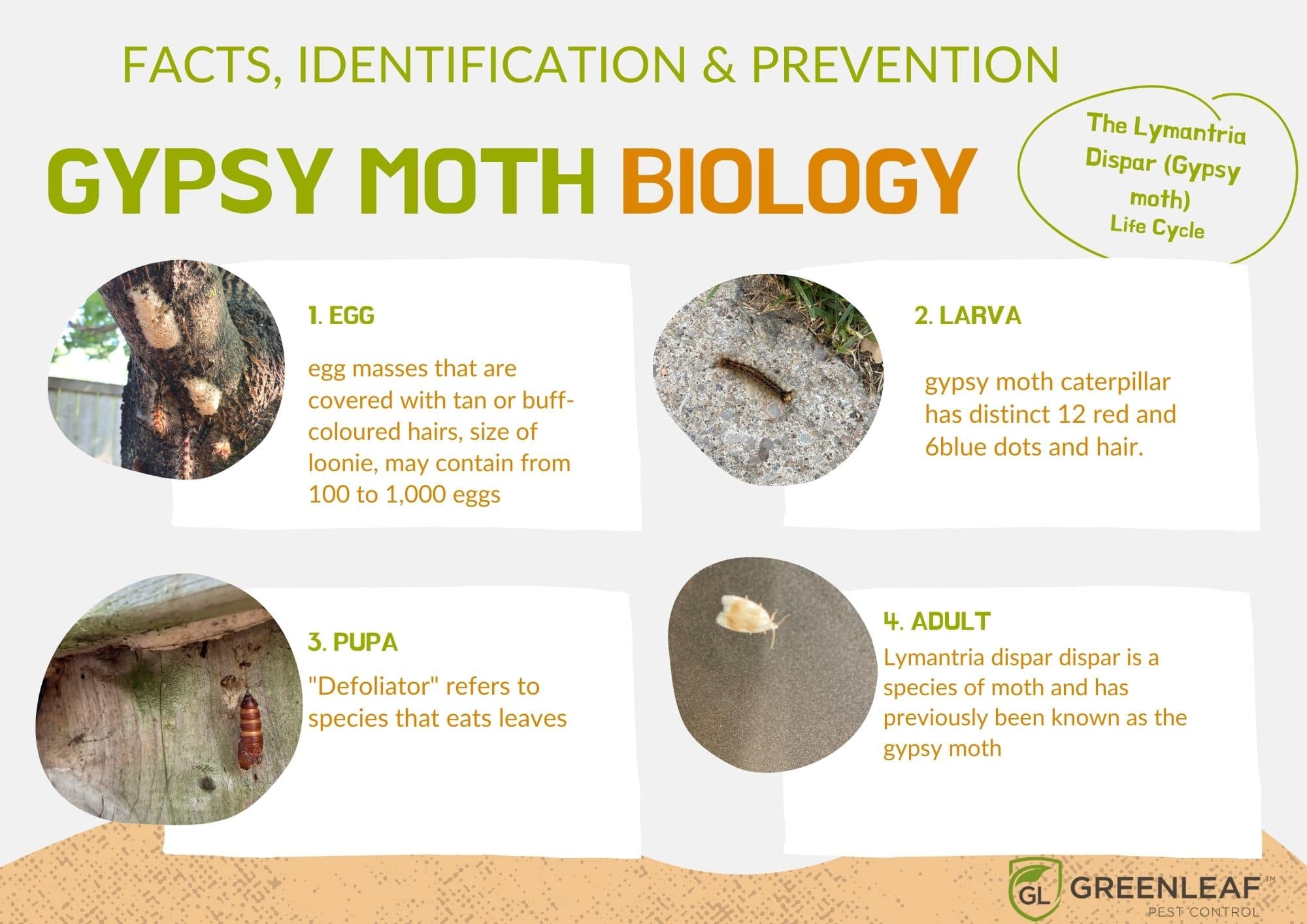 Gypsy Moth, Battling Gypsy Moths – Is it too late?