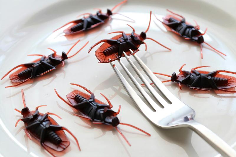 Cockroaches on Plate
