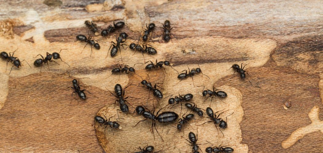 Black ant colony with queen Carpenter Ant Removal in Brampton