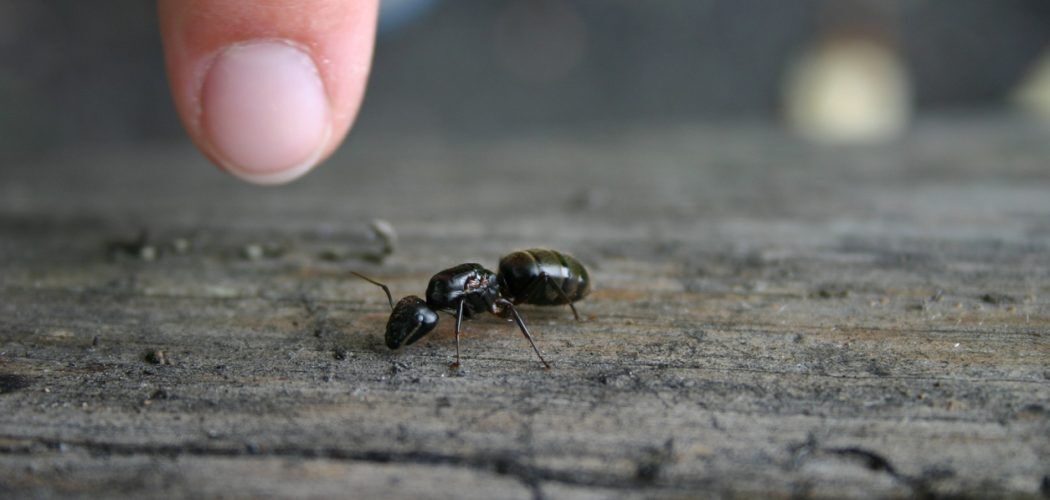 Size of a carpenter ant (close-up) Carpenter Ant Removal in Mississauga