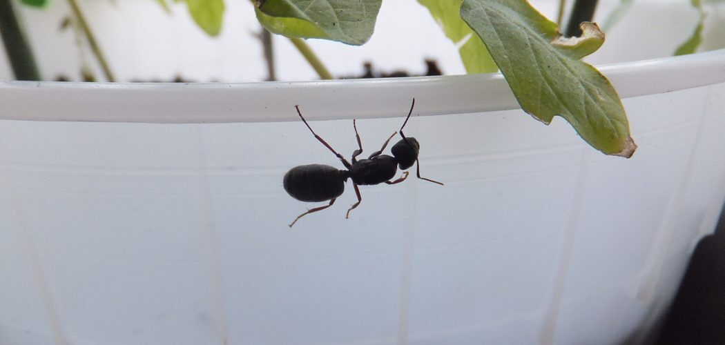 Black Carpenter Ant carpenter-ant-removal-in-burlington