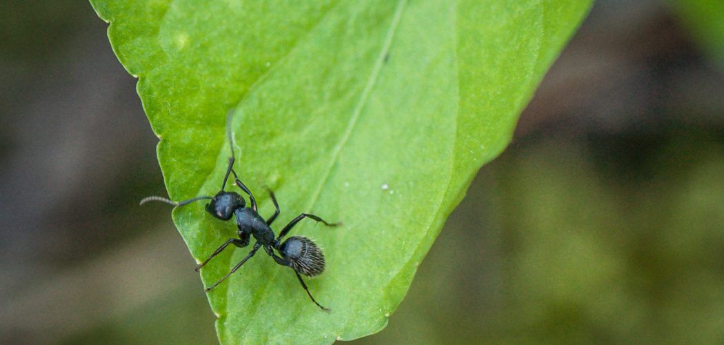 Ants in a natural environment