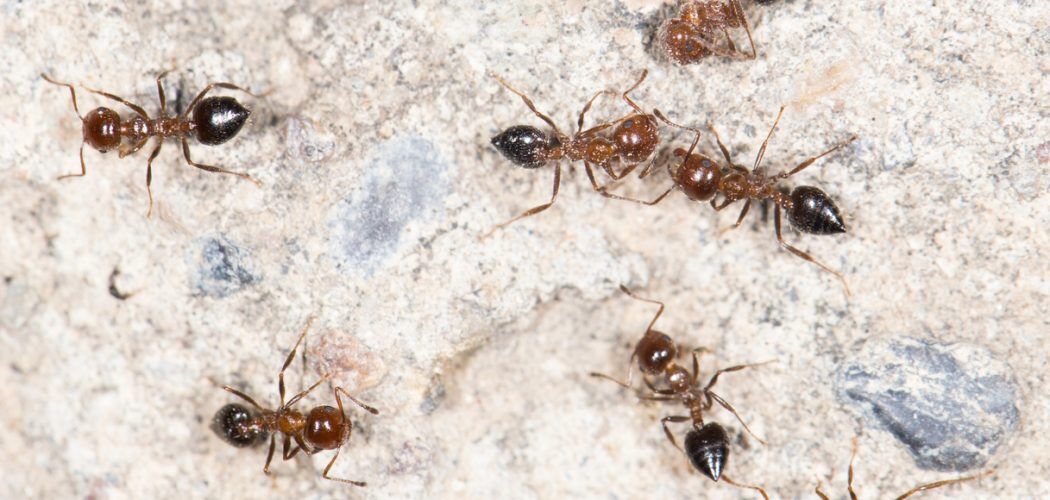 ants on the wall. close-up pavement ant removal in Barrie