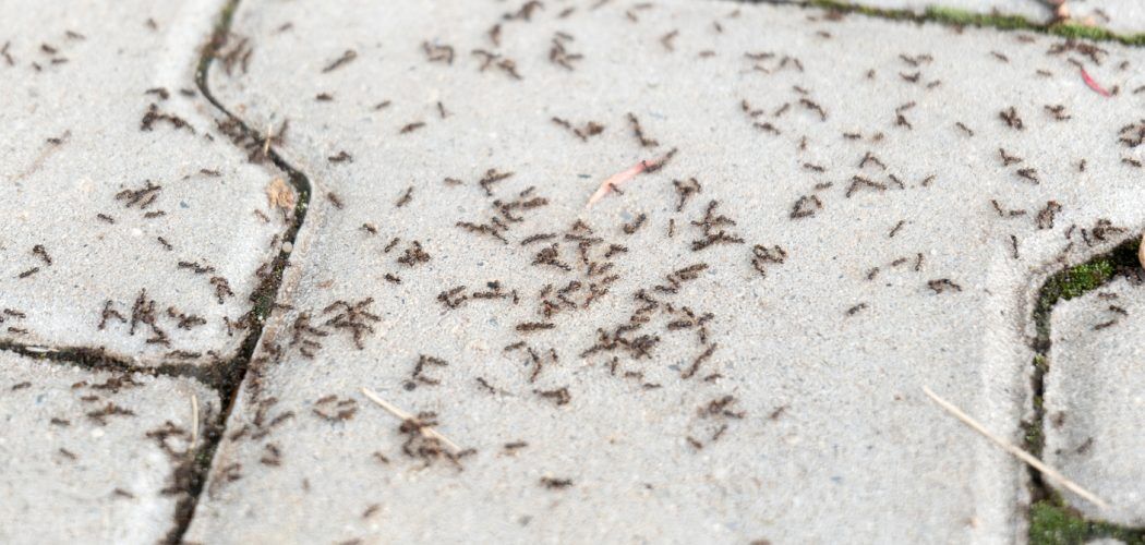 Family-Safe Pavement Ant Removal in Pickering Pickering’s expanding neighbourhoods, waterfront properties, and seasonal humidity create ideal conditions for pavement ants. These small, persistent insects often nest beneath driveways, patios, and walkways—finding their way into homes through foundation cracks and concrete gaps. Once inside, they contaminate food, cluster around moisture, and become a year-round nuisance. At GreenLeaf Pest Control, we provide smart, safe, and effective pavement ant removal in Pickering, using family-safe, Health Canada approved treatments to restore peace to your home. ⭐ What Our Clients Say "10/10 service! Over and above! Josh was extremely helpful and informative with helping us solve our carpenter ant issue. This company will be a company that I will always trust and return to. As a mother of young children, I appreciate that they use safe and natural methods to exterminate. I can’t recommend this company enough. If you’re reading this, you found the right place. " – Elle G, Google Review GreenLeaf is trusted in Pickering and across the GTA for responsive service, honest answers, and results that last. Our Proven Approach to Pavement Ant Removal in Pickering 1. Conversation and Walkthrough We start by learning what you’ve seen—such as ant trails, activity around food or moisture, or cracks in concrete—and then inspect your entire property, inside and out. 2. Comprehensive Inspection Report You’ll receive a professional report detailing: Active pavement ant activity Nesting zones near pavement, stonework, or foundations Entry points around doors, vents, or weep holes A custom strategy for pavement ant removal 3. Tailored Pest Control Plan We create a targeted plan to eliminate both outdoor colonies and indoor activity, including hidden wall void nests. 4. Safe, Targeted Treatment We apply Health Canada approved, family-safe products—including non-repellent baits and low-impact perimeter applications—for full elimination. 5. Long-Term Prevention and Monitoring After treatment, we provide prevention tips and offer year-round protection through our Home Protection Plan, which includes: Regular inspections Free service calls if ants return Why Choose GreenLeaf for Pavement Ant Removal in Pickering? Family-Safe, Health Canada Approved Solutions Safe for children, pets, and sensitive areas Certified, Experienced Technicians Ministry-licensed professionals with deep ant control experience Custom Pest Control Plans No generic sprays—your plan is tailored to your structure and lifestyle Transparent Communication Clear reporting and zero surprises Home Protection Plans Year-round monitoring and free call-backs Satisfaction Guaranteed We get it right the first time—or we come back at no charge Signs You Need Professional Pavement Ant Removal in Pickering Call GreenLeaf if you notice: Long ant trails along baseboards or countertops Ants emerging from sidewalk cracks or pavement seams Fine debris or frass appearing on floors or near walls Persistent sightings in kitchens, bathrooms, or around plumbing Ant activity despite DIY sprays or traps Nests near garages, patios, or exterior doors Our Commitment to Smart, Safe Pavement Ant Removal in Pickering Health Canada Approved Products Naturally sourced and proven effective Minimally Invasive Methods Focused applications with minimal disruption Prevention-First Strategy Advice on sealing, moisture control, and future-proofing Home Protection Plan Regular inspections and free call-backs included Pavement Ant Removal Pickering Services Include: Full property inspection and activity assessment Accurate pavement ant species identification Customized, low-impact treatment planning Targeted colony elimination beneath concrete and indoors Structural and sealing recommendations Year-round prevention with the GreenLeaf Home Protection Plan ✅ Why GreenLeaf Is the Best Choice for Pavement Ant Removal in Pickering 15+ years of trusted pest control in the GTA Family-safe, Health Canada approved treatments Licensed, highly skilled pest professionals Clear, honest reporting and communication Customized service for homes and businesses 100% satisfaction guarantee Home Protection Plans for year-round defence 📞 Book Your Free Pavement Ant Consultation in Pickering Today! Don’t let pavement ants take over your kitchen, basement, or patio. Call GreenLeaf Pest Control for smart, safe, and effective pavement ant removal in Pickering. 📱 Call: 416-998-9473 📧 Email: info@greenleafpestcontrol.com GreenLeaf Pest Control — trusted results, lasting protection.