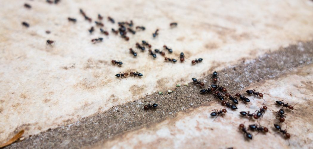Pavement Ant Removal in Toronto