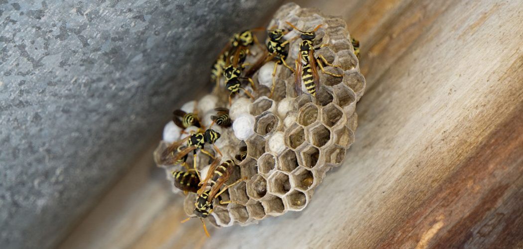 A closeup shot of a wasp hive on a home chimney