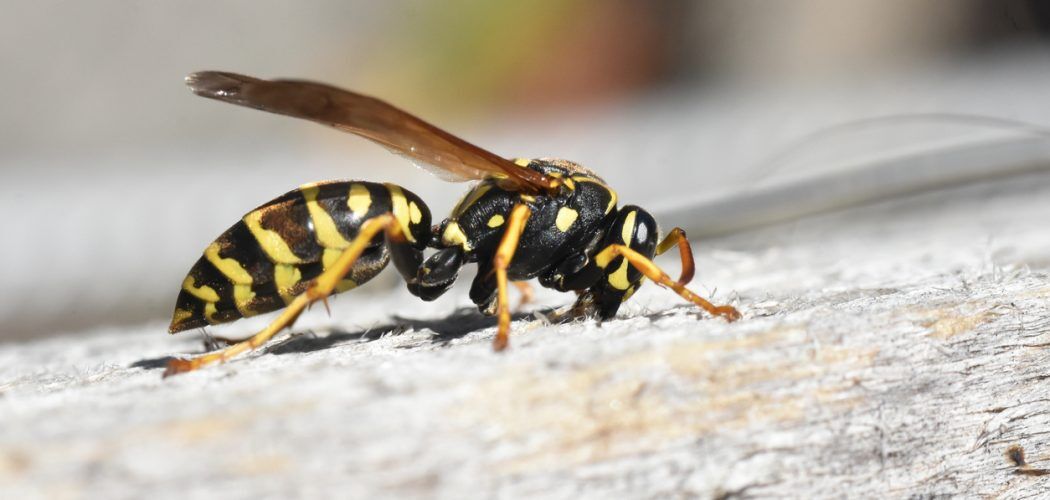Female of European paper wasp Close up detail shot of a black yellow wasp