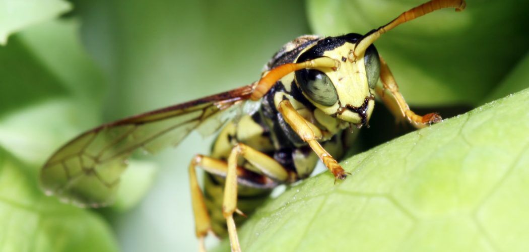 Wasp closeup Wasp closeup
